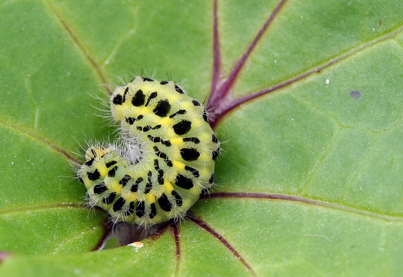 caterpillar larva camouflage free photo