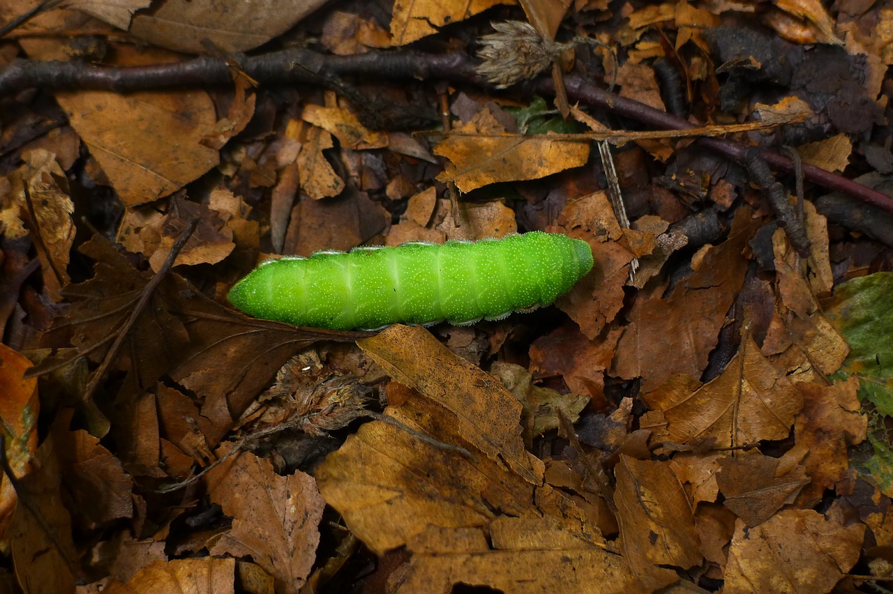 caterpillar insect green free photo