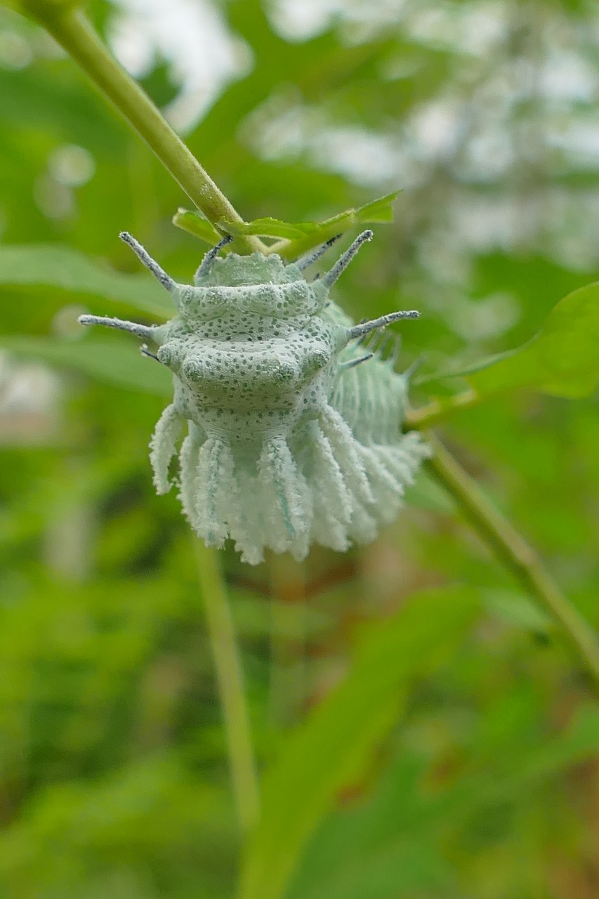 caterpillar protection green free photo