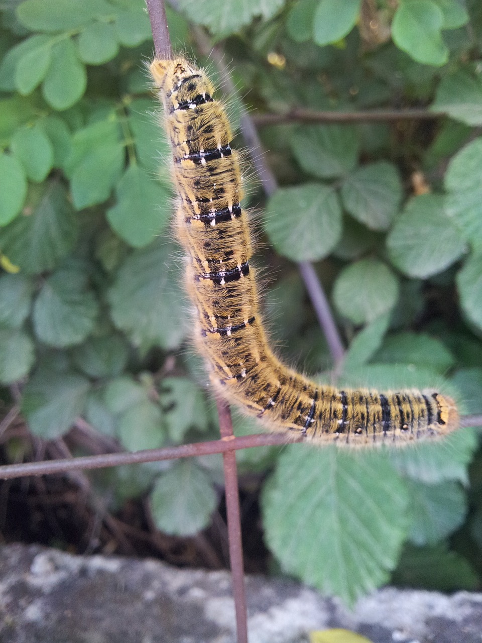 caterpillar nature insect free photo
