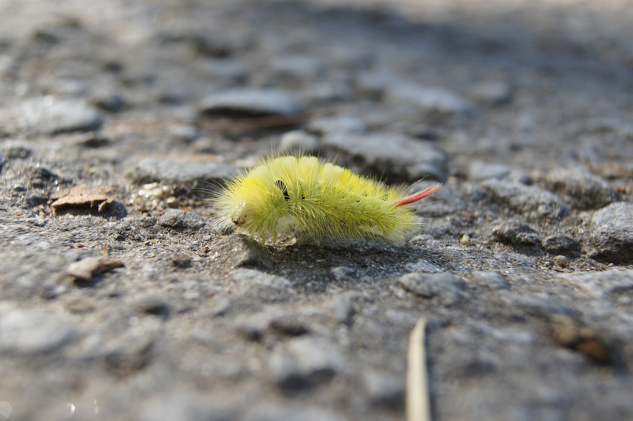 caterpillar prickly nature free photo