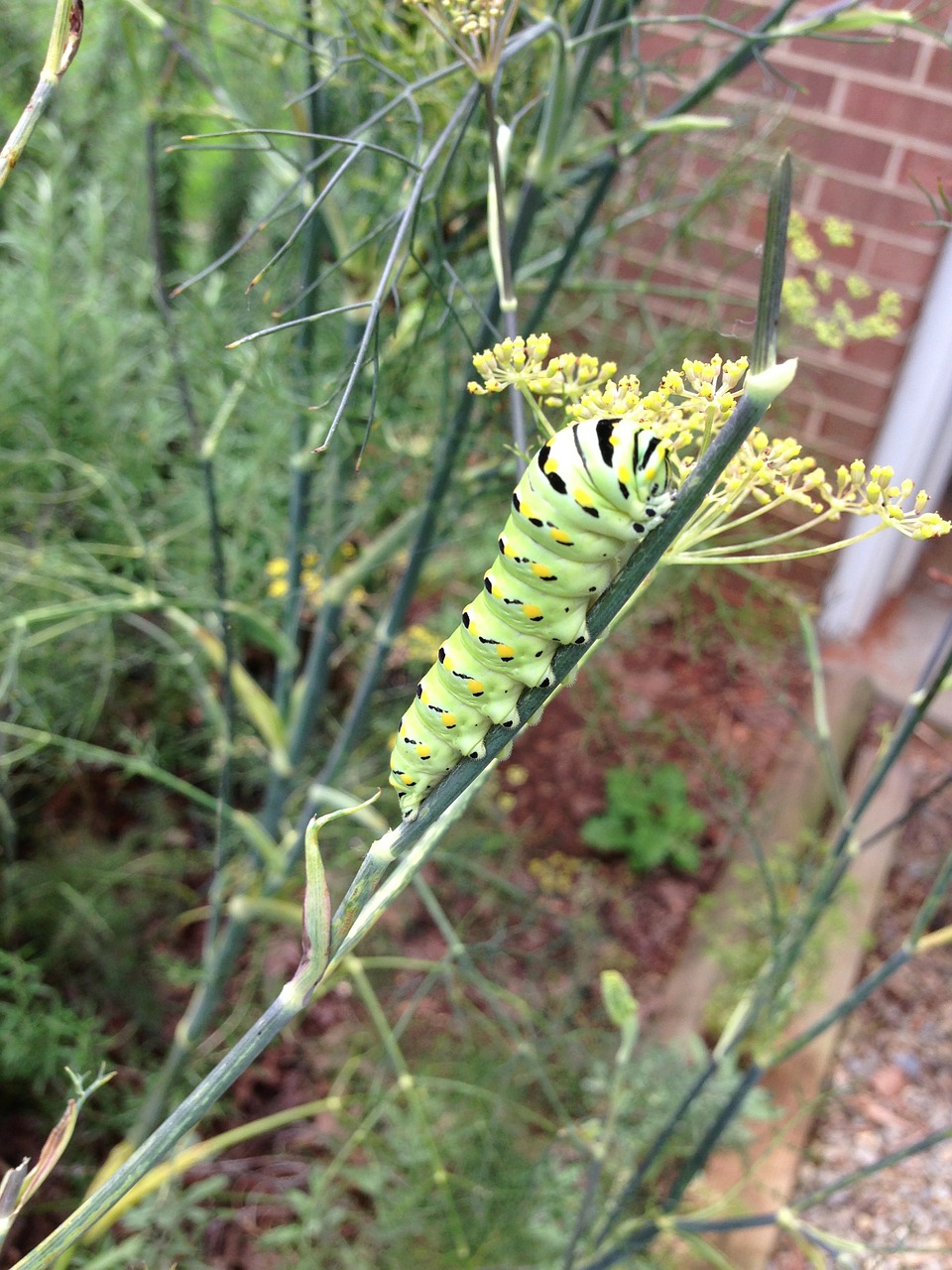 caterpillar hungry green caterpillar free photo