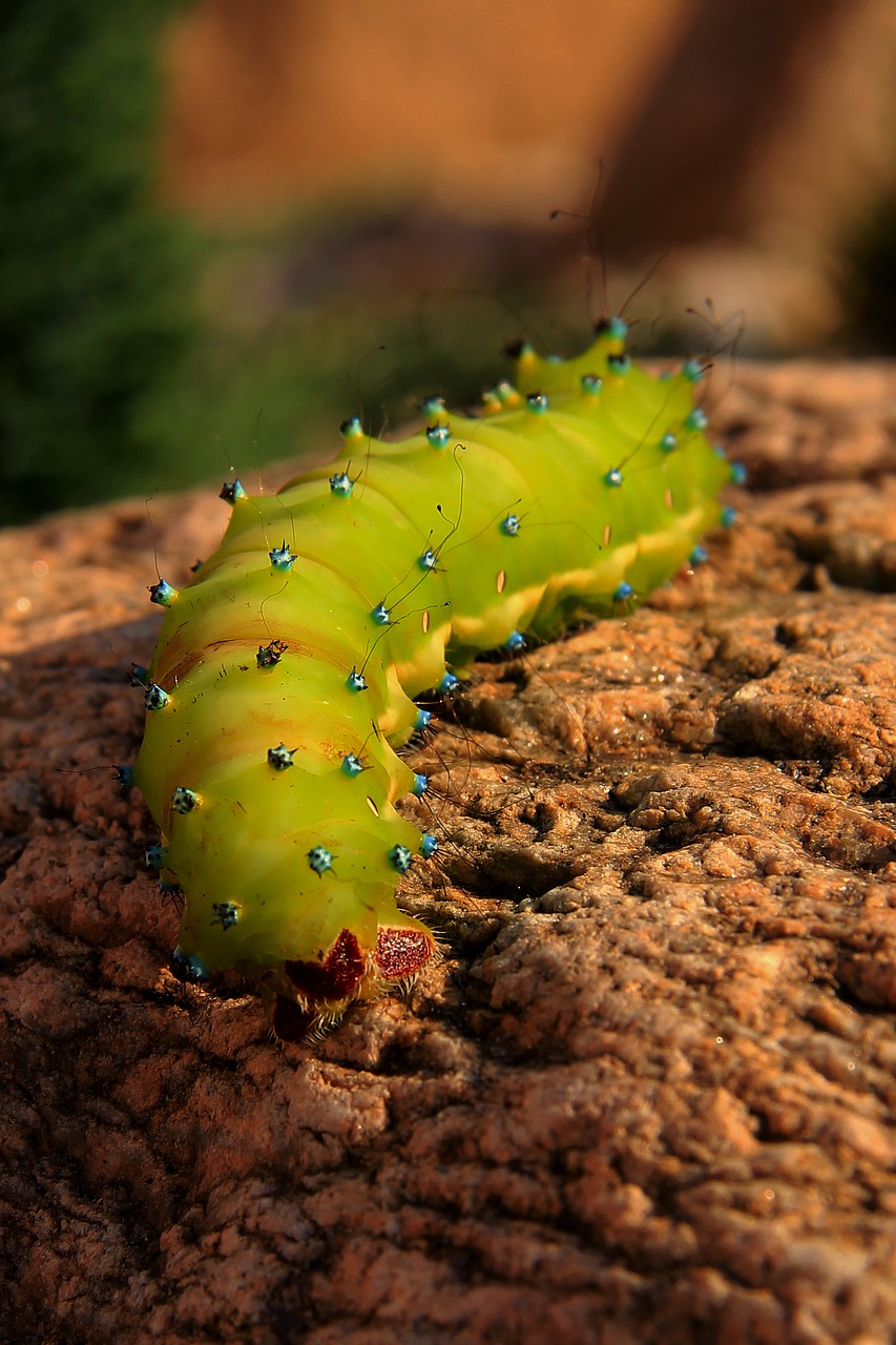 caterpillar saturnia pyri martinac free photo