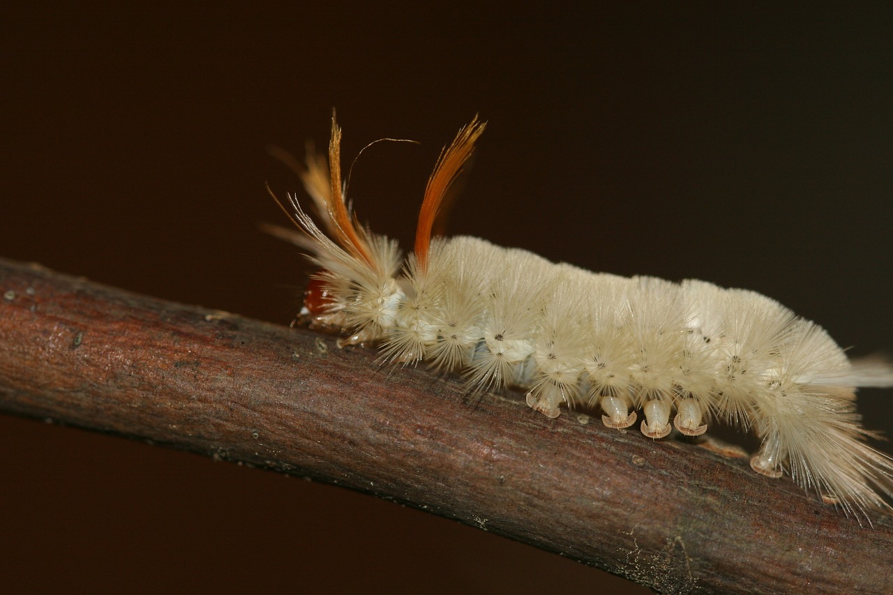 caterpillar fuzzy wooly free photo
