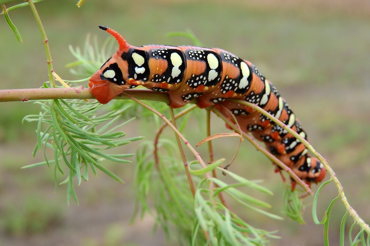 caterpillar insect invertebrates free photo