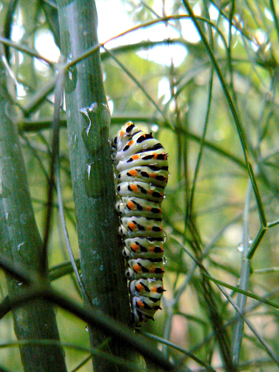 caterpillar insect nature free photo
