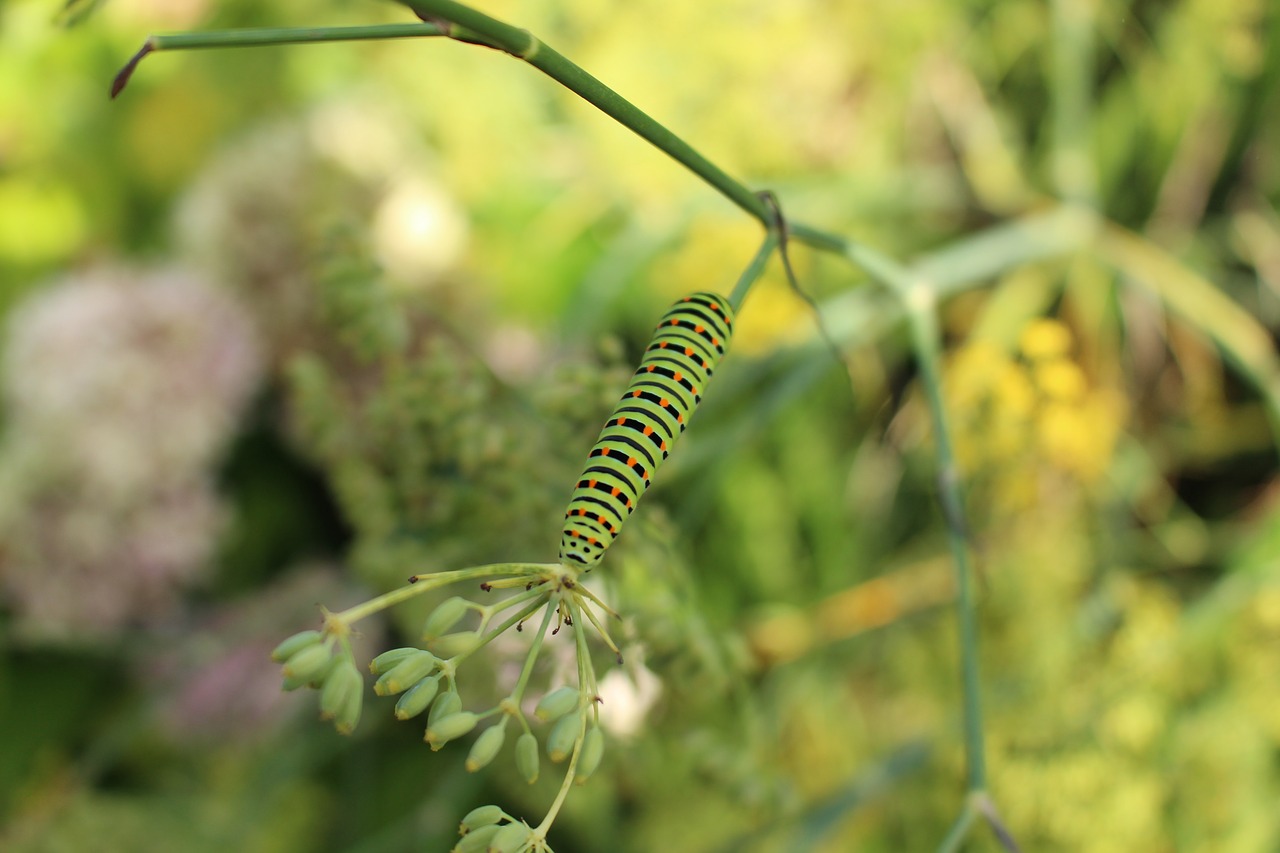 caterpillar insects nature free photo
