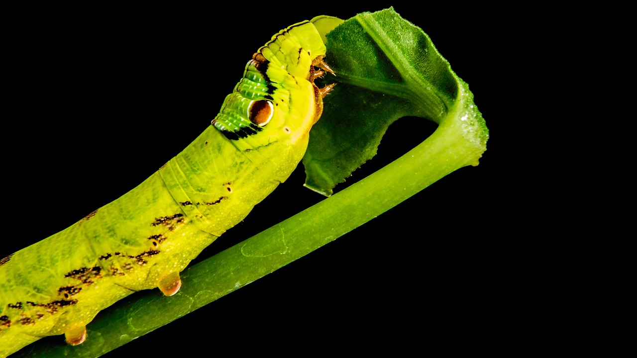 caterpillar yellow green gluttonous free photo