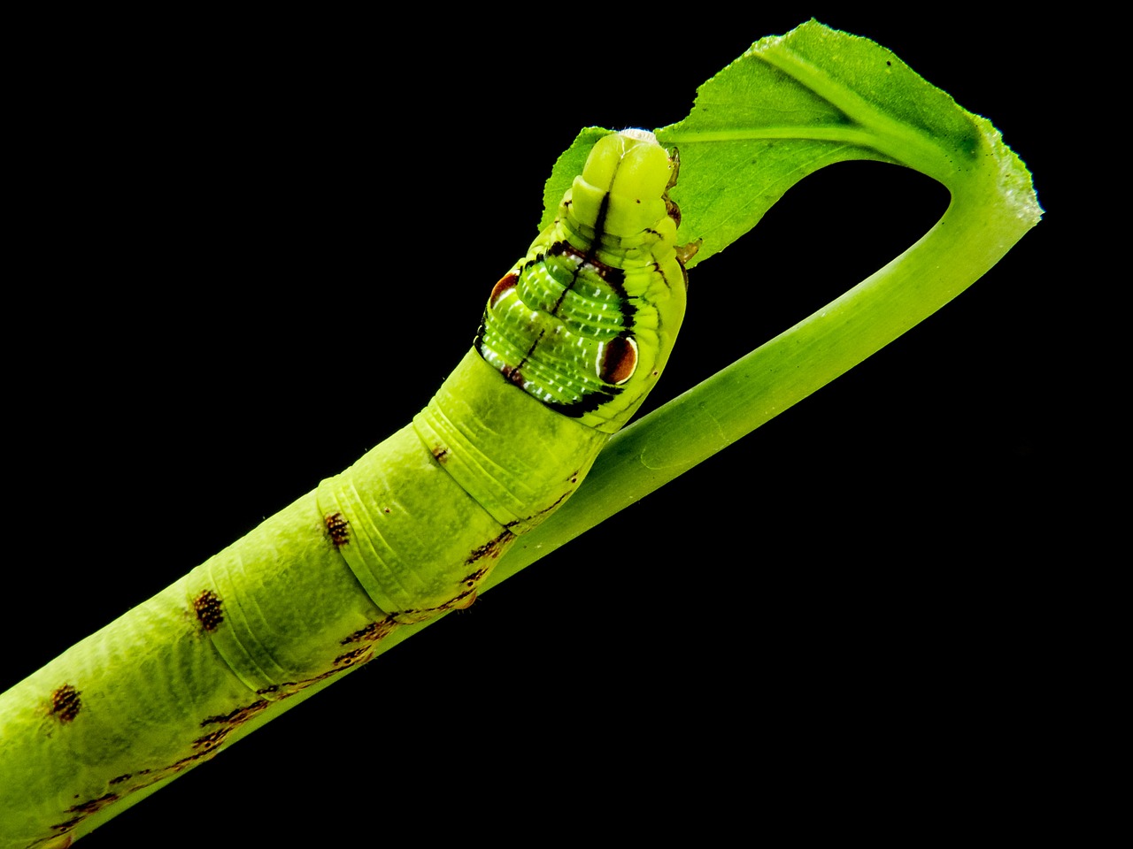 caterpillar yellow green gluttonous free photo