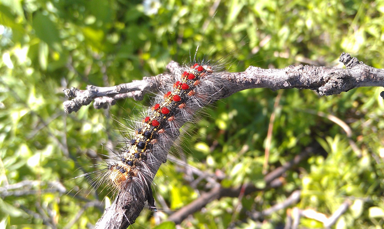 caterpillar gypsy moth lymantria dispar free photo