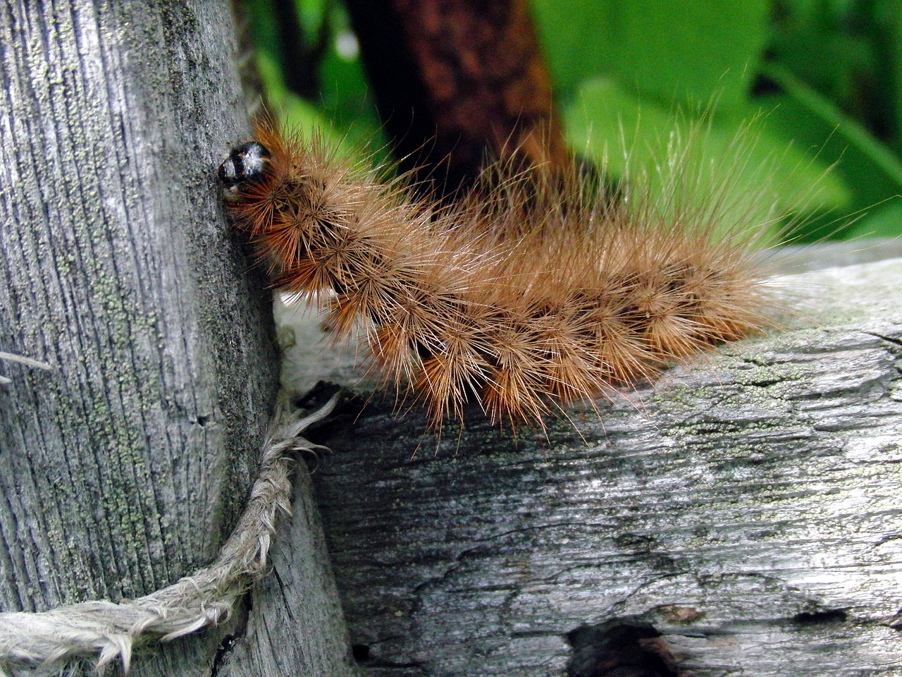 caterpillar shaggy tracks diaphora mendica free photo