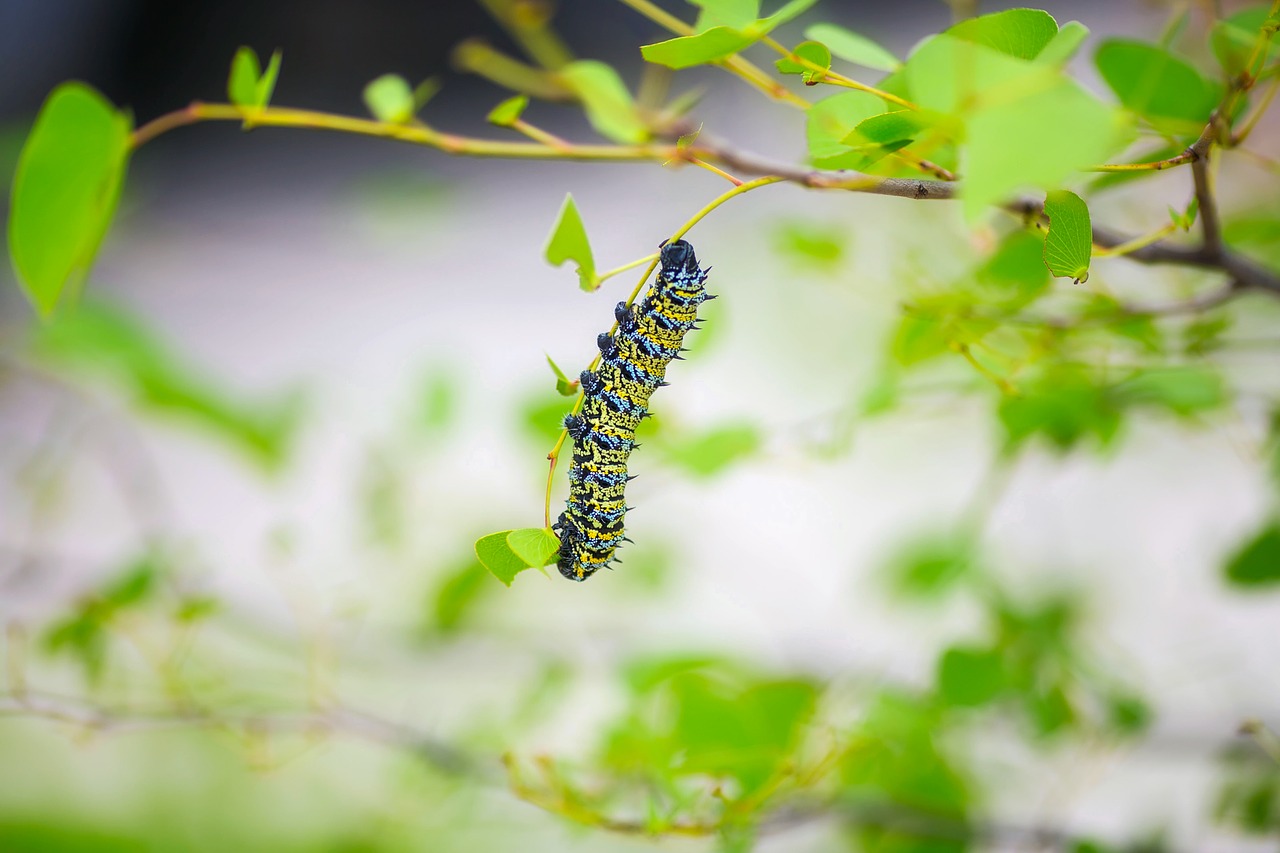 caterpillar insect macro free photo