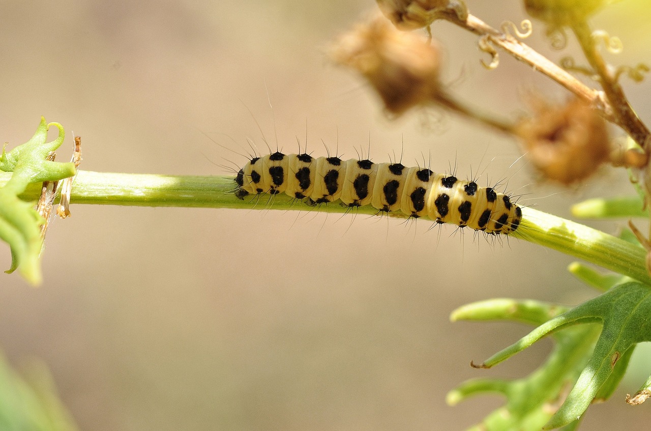 caterpillar insect bug free photo