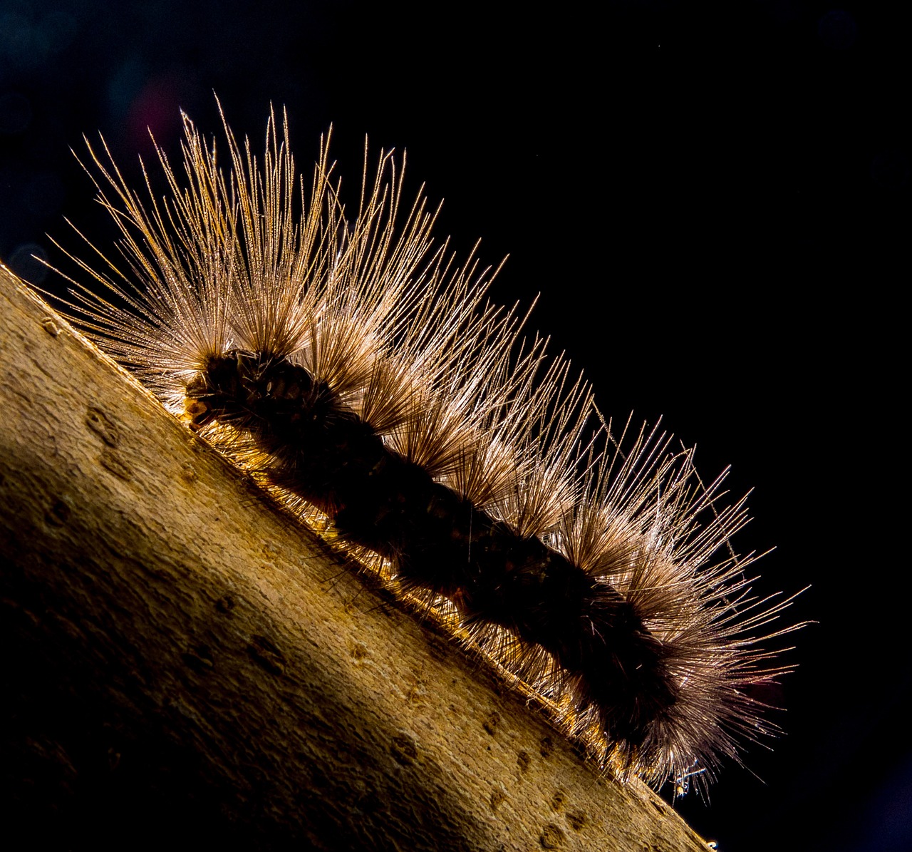 caterpillar hairy close free photo