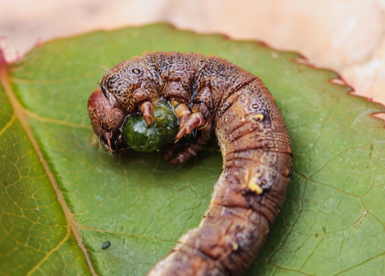 caterpillar animal nature free photo