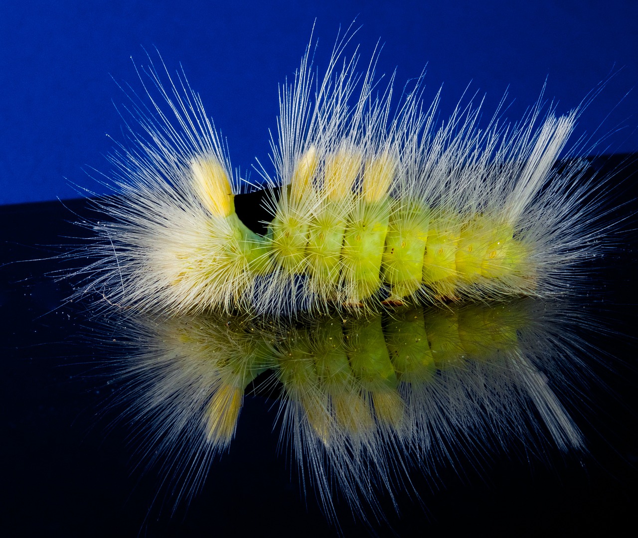caterpillar hairy prickly free photo