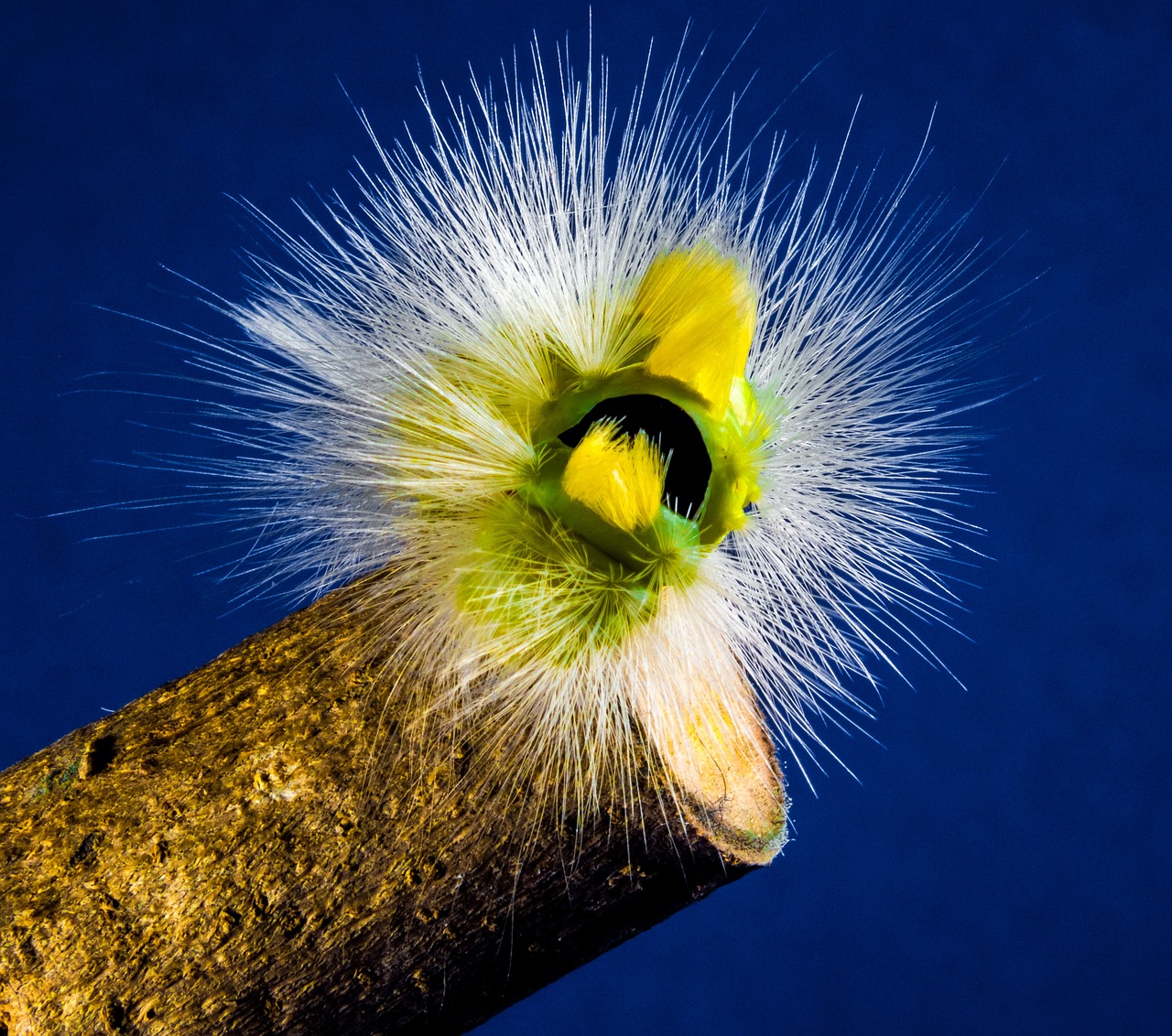 caterpillar hairy prickly free photo