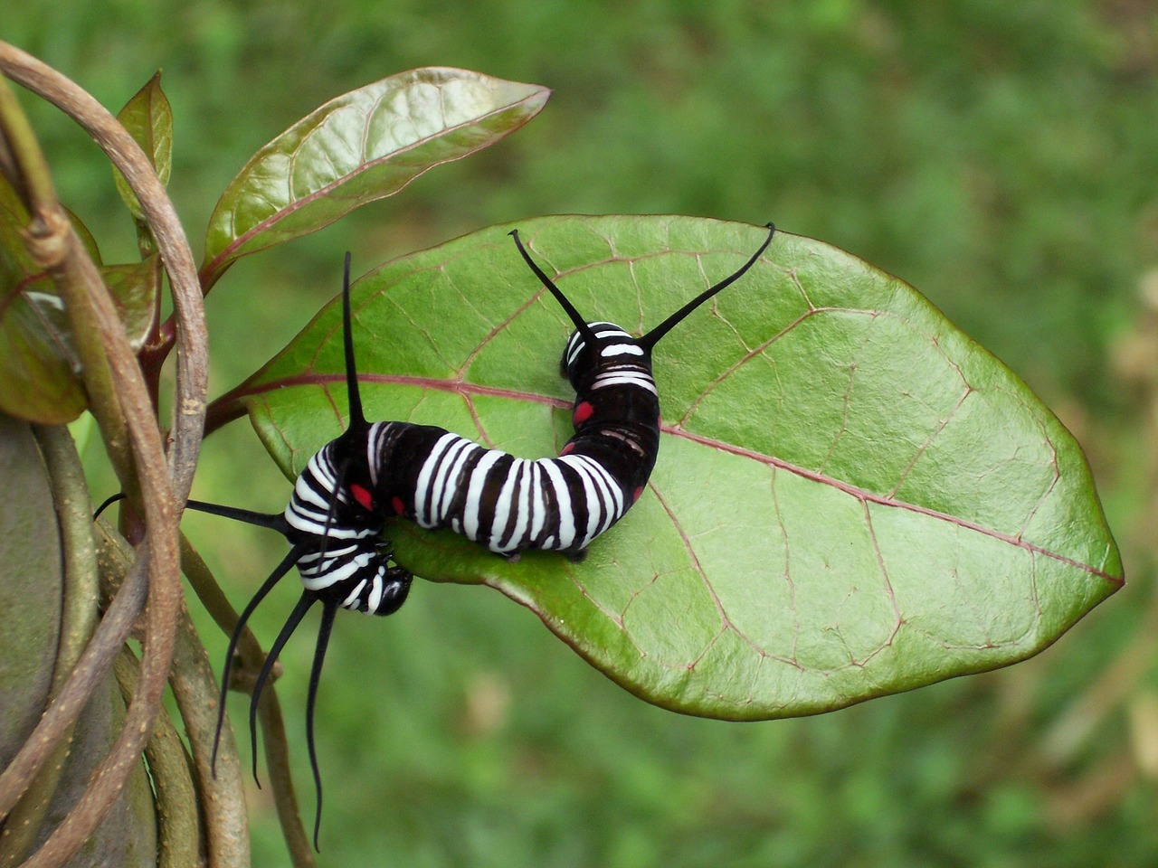 caterpillar insect leaf with caterpillar free photo