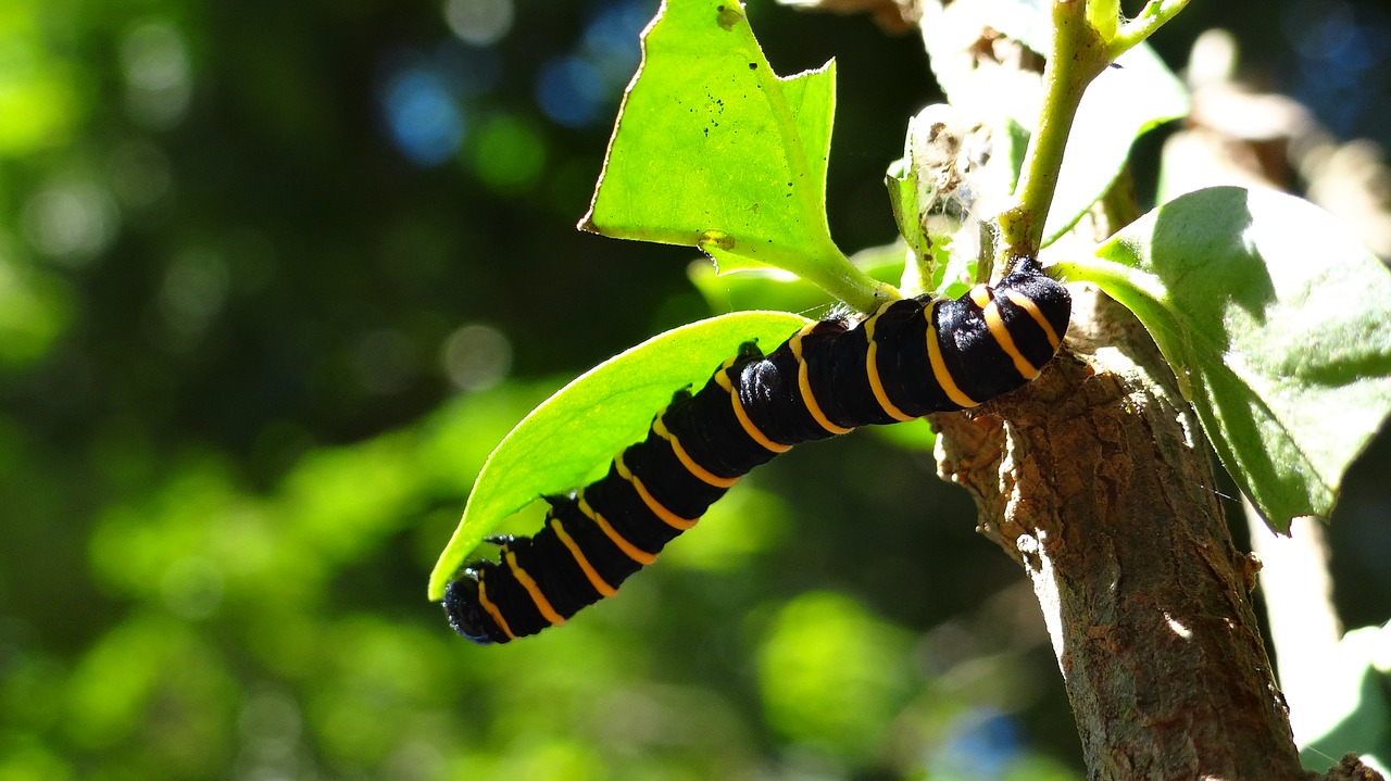caterpillar transformation metamorphosis free photo