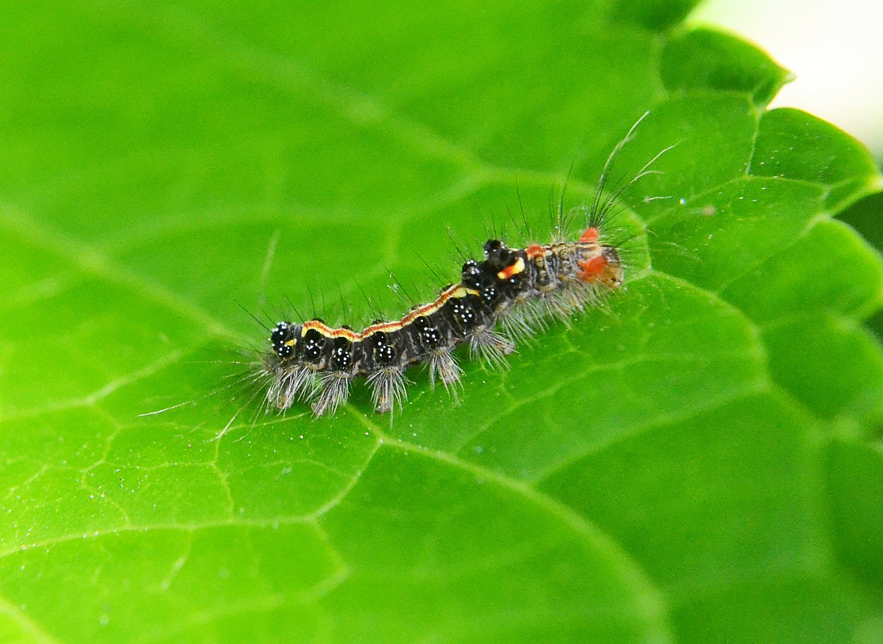 caterpillar leaf pest free photo