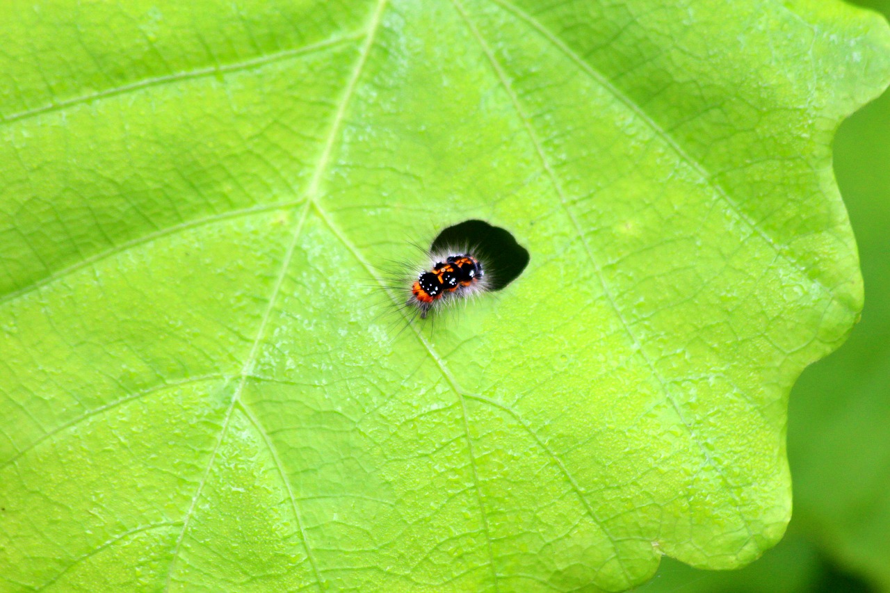 caterpillar eating nibbles free photo