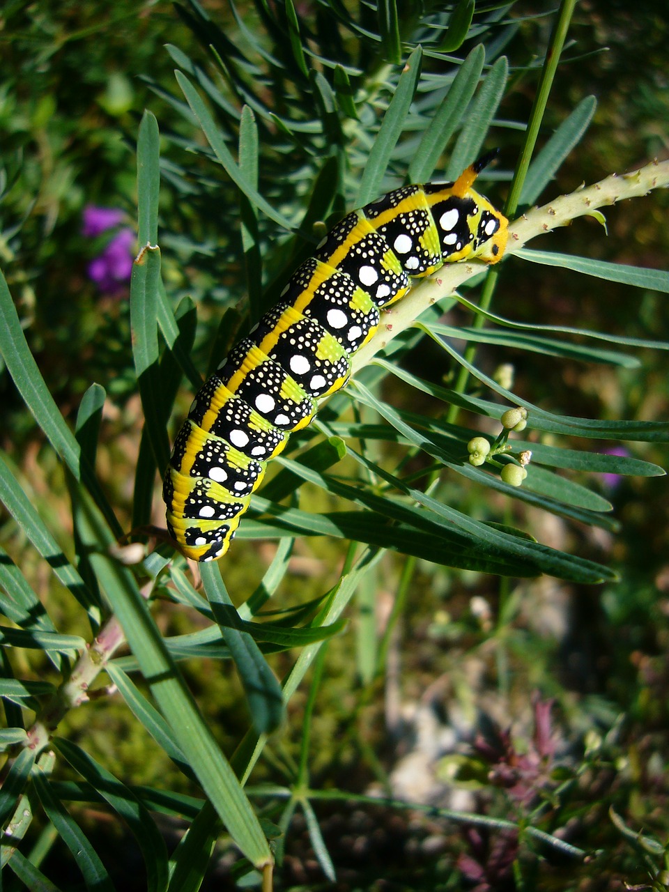 caterpillar butterfly spurge hawkmoth free photo