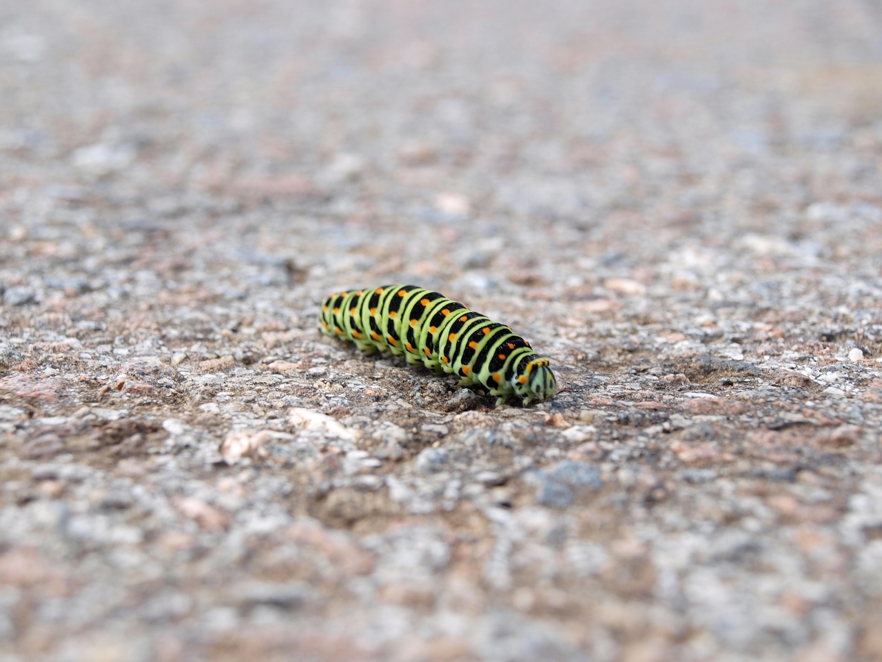 caterpillar nature macro free photo