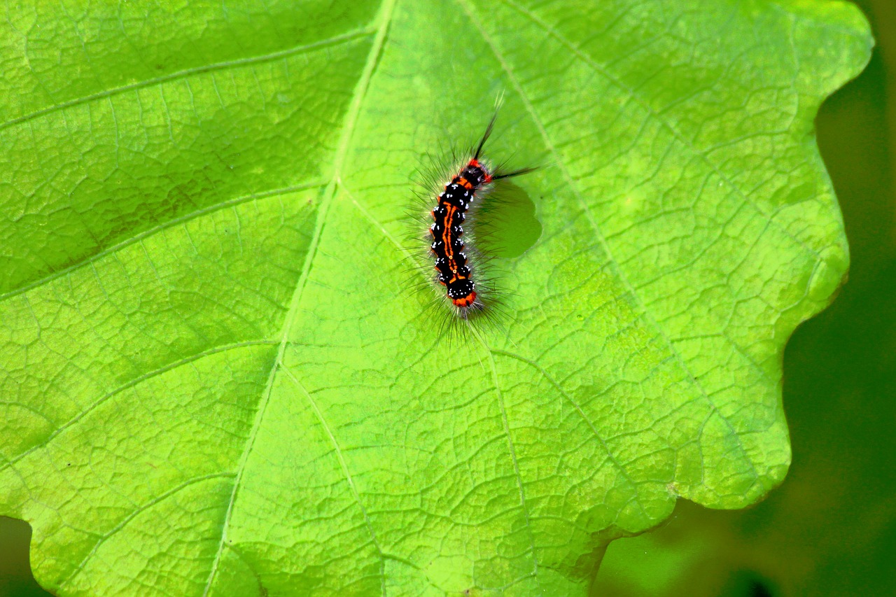 caterpillar insect bright free photo