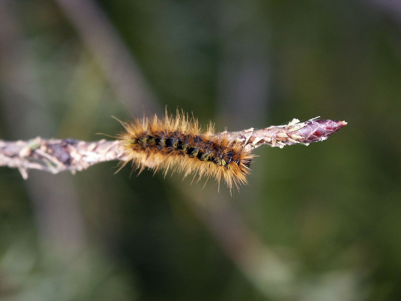 caterpillar webworm insect free photo