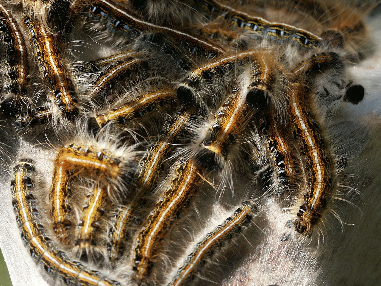 caterpillar webworm insect free photo