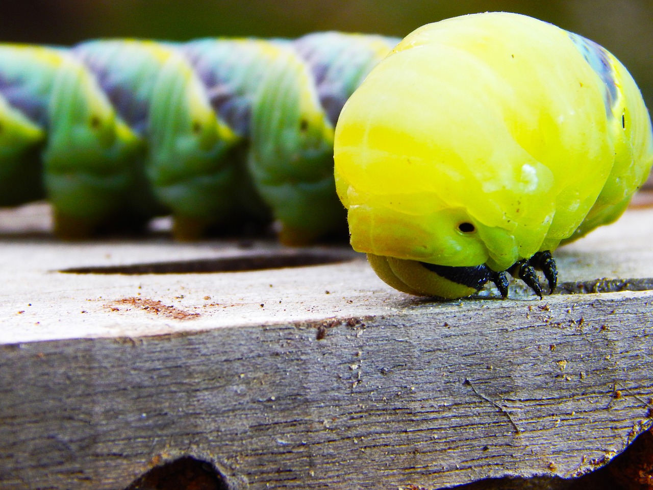 caterpillar butterfly green free photo