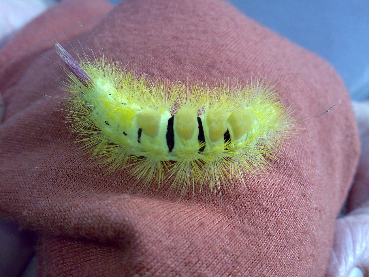 caterpillar prickly hairy free photo