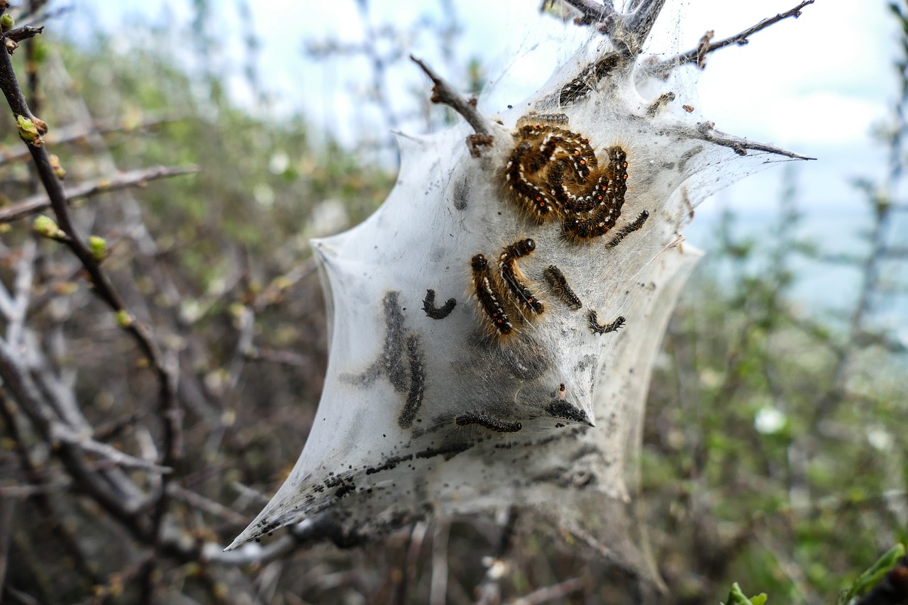 caterpillar nest dream nest free photo