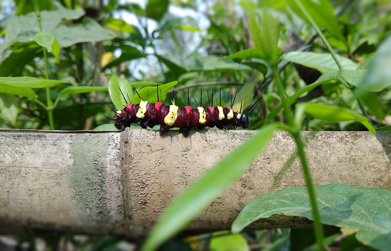 caterpillar nature insect free photo