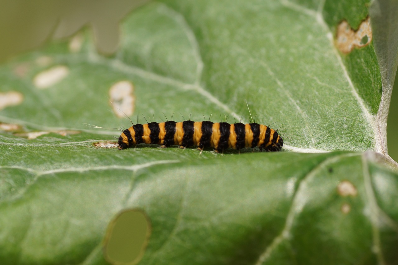 caterpillar butterfly insect free photo