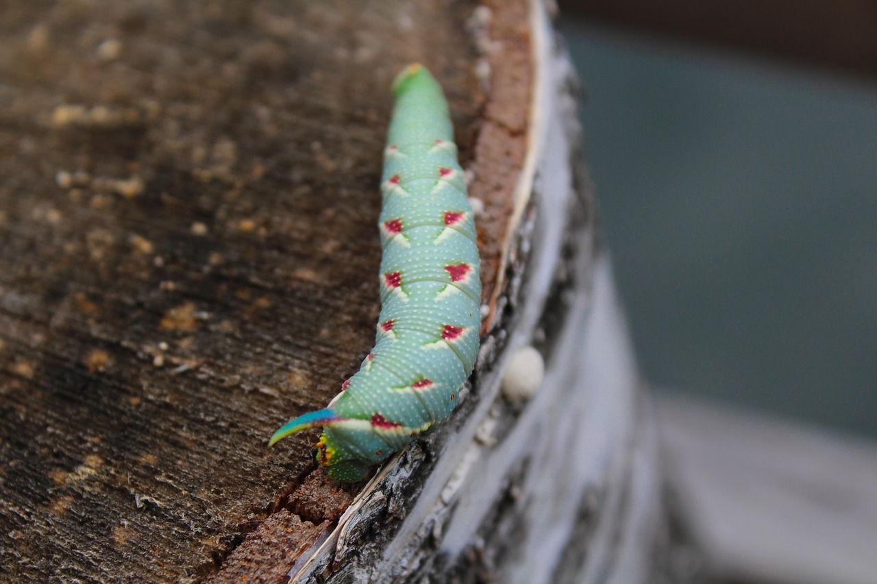 caterpillar mountains banat free photo