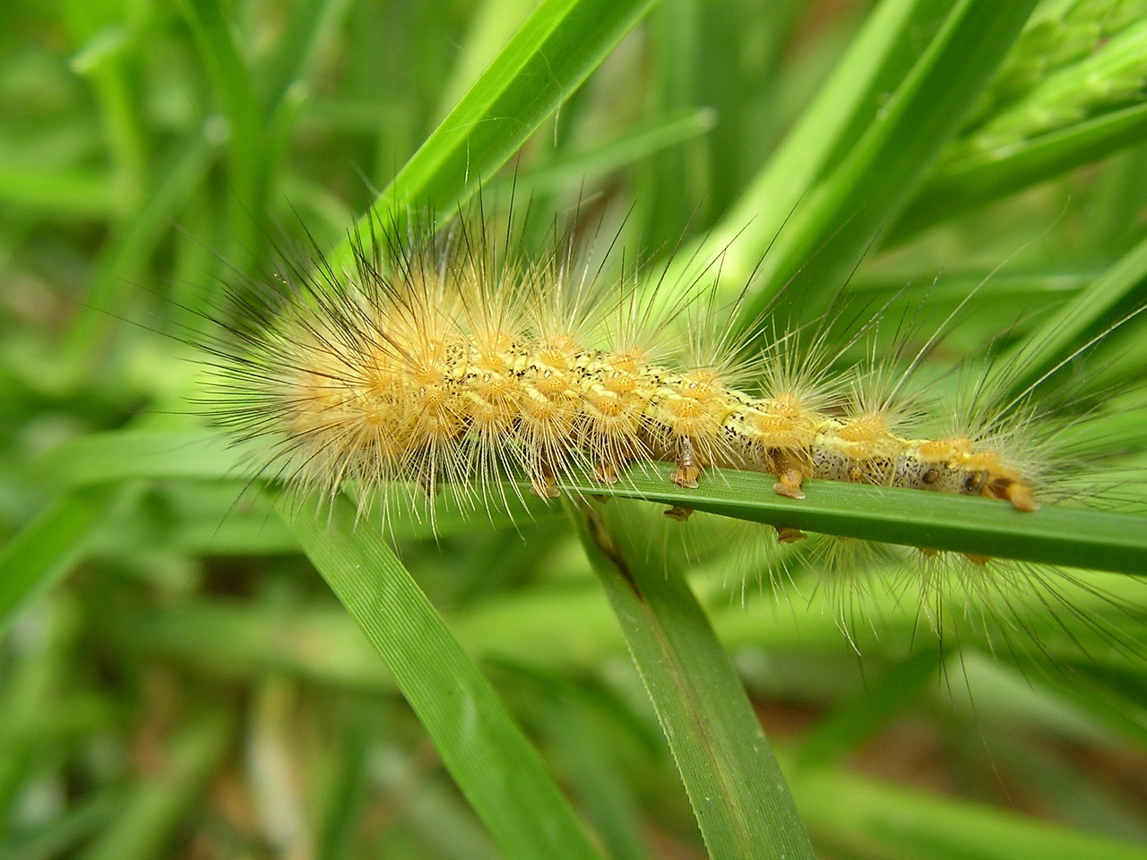 caterpillar safari africa free photo