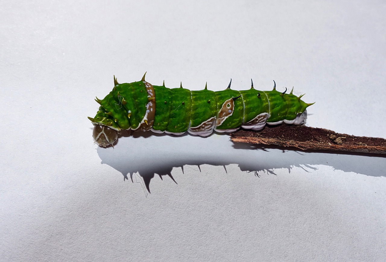 caterpillar green insect free photo