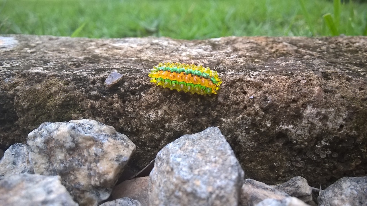 caterpillar jewel insect free photo