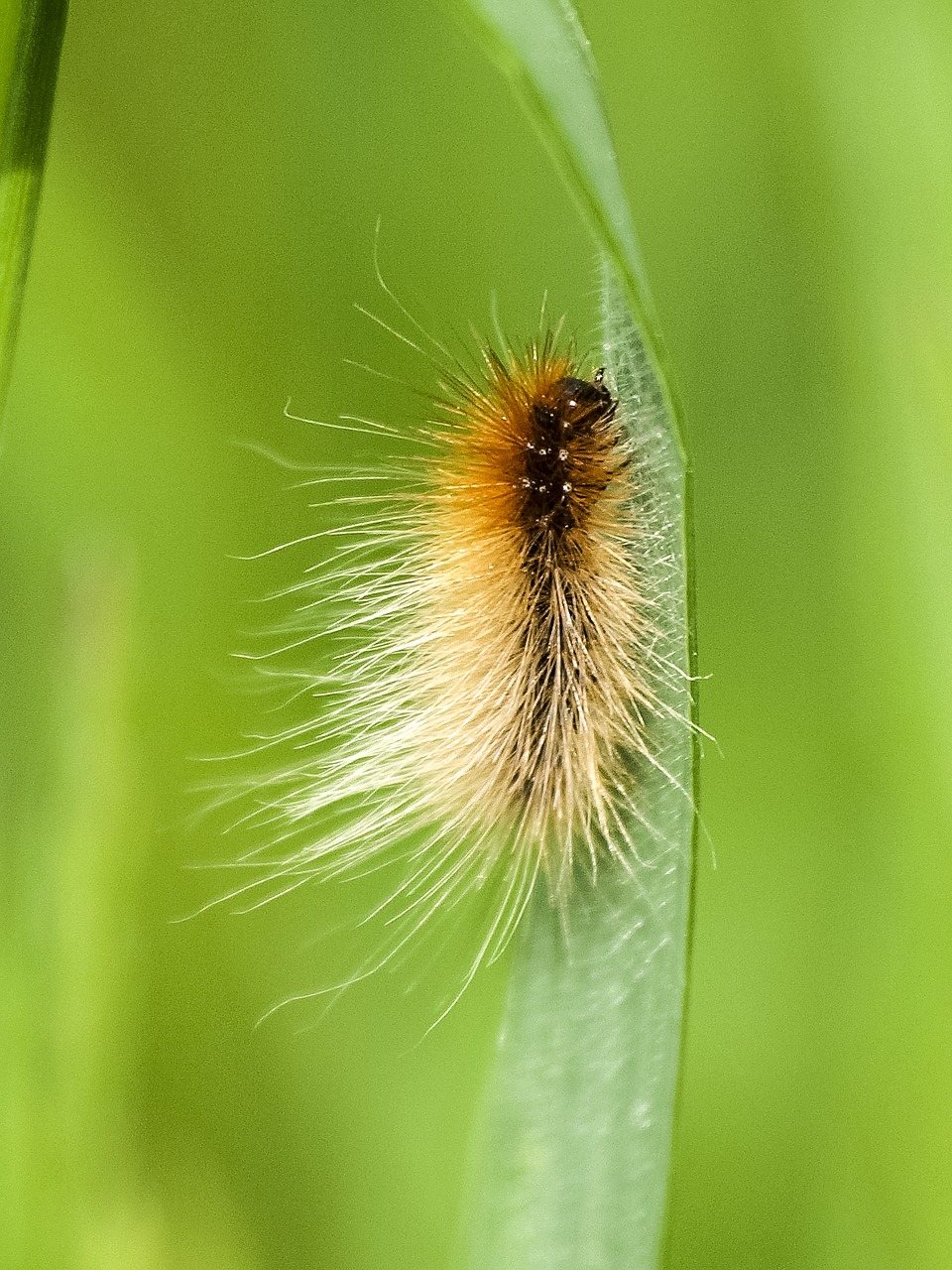 caterpillar brown bear insect free photo