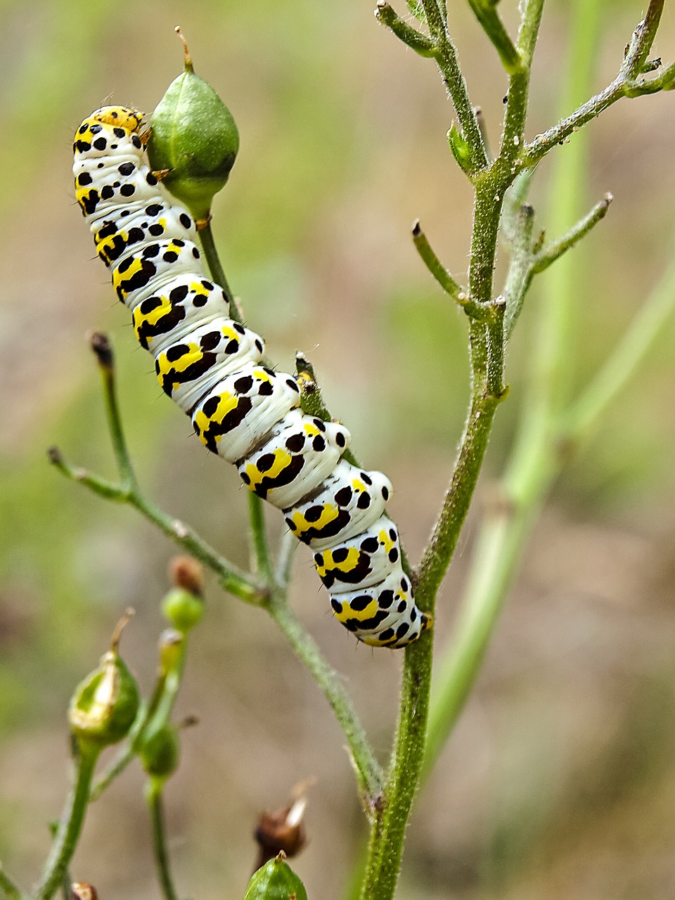 caterpillar butterfly dovetail free photo