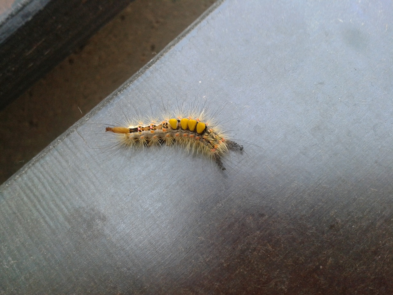 caterpillar yellow hairy free photo