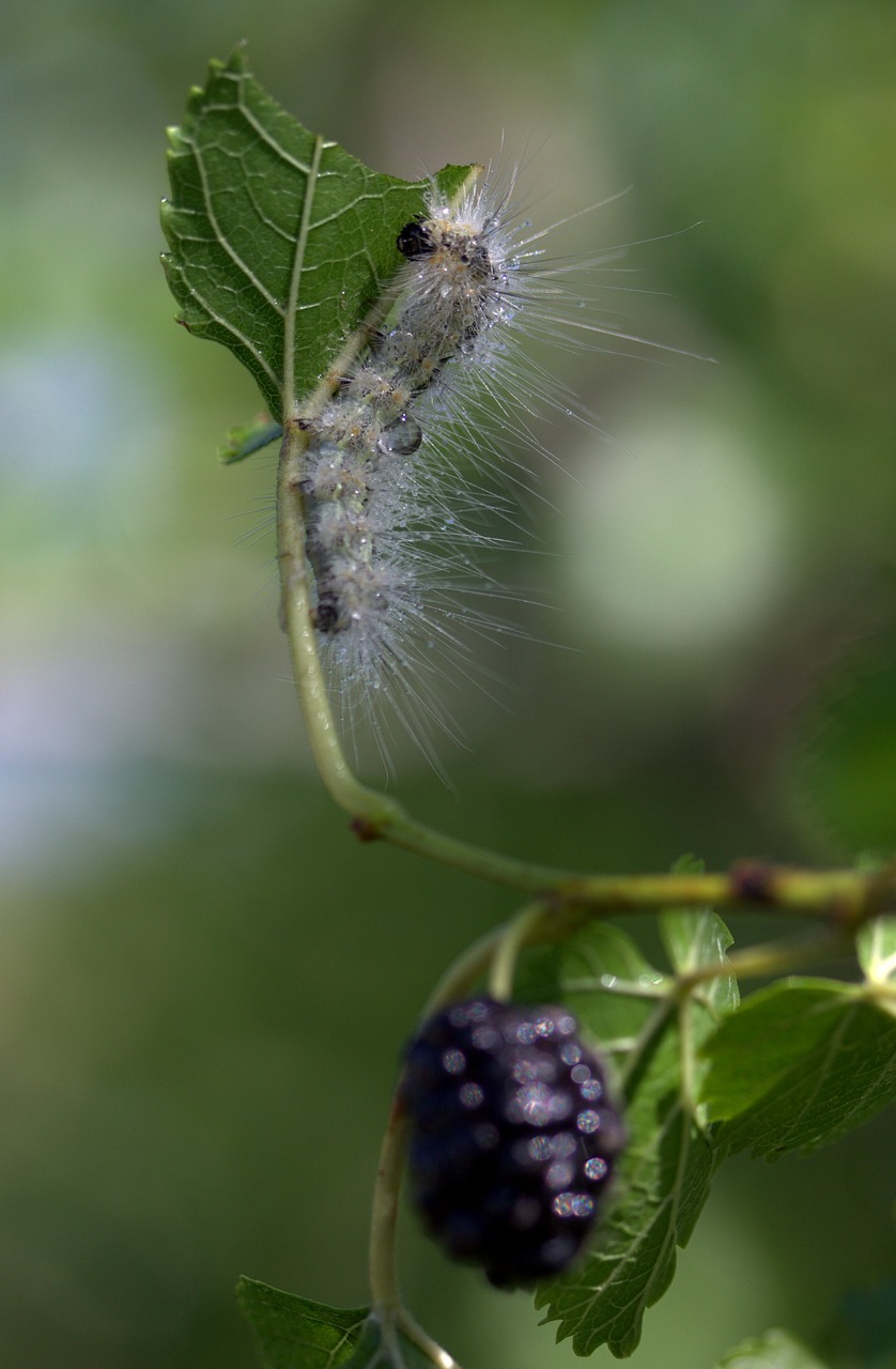 caterpillar millipede duda free photo