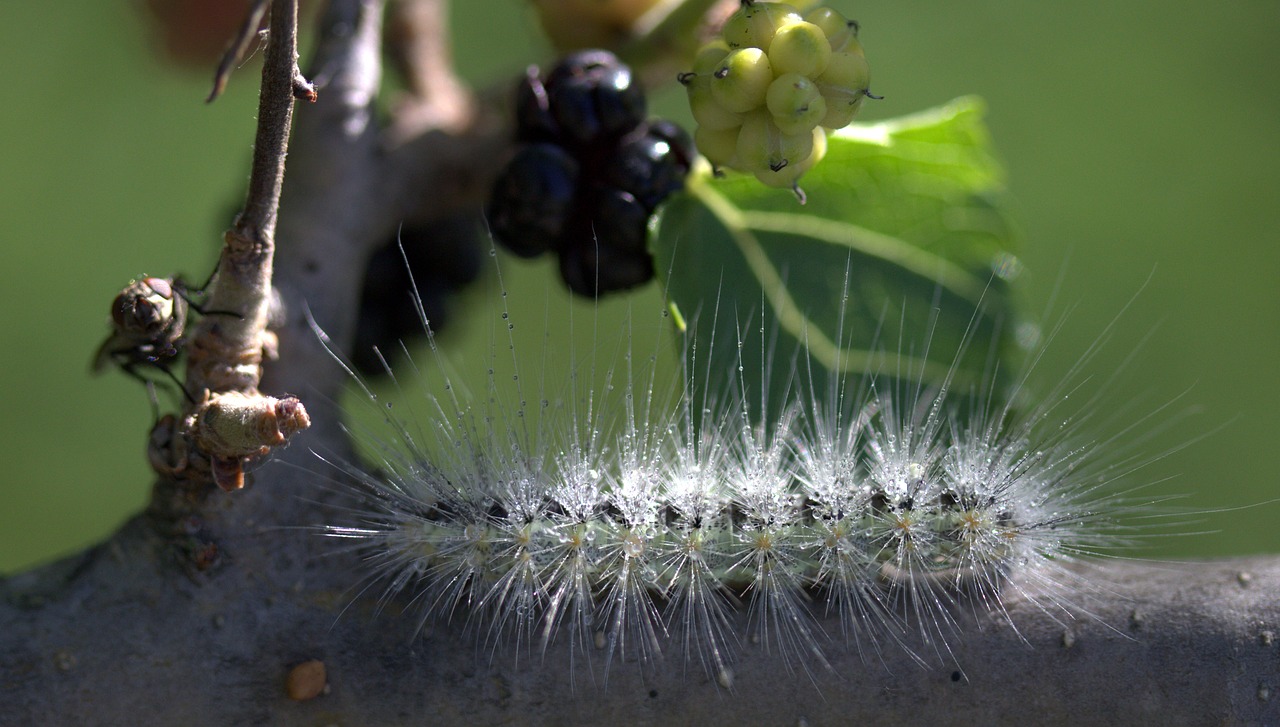 caterpillar millipede duda free photo