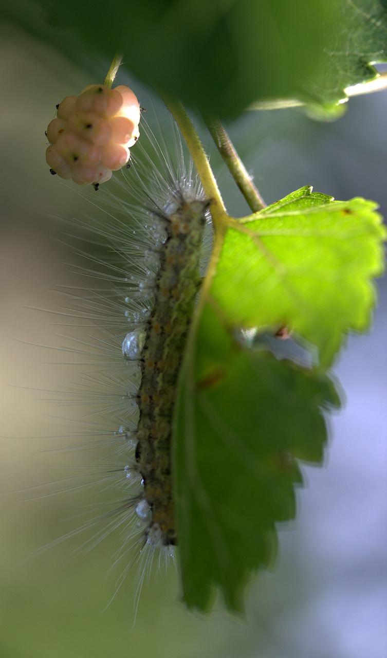 caterpillar millipede duda free photo