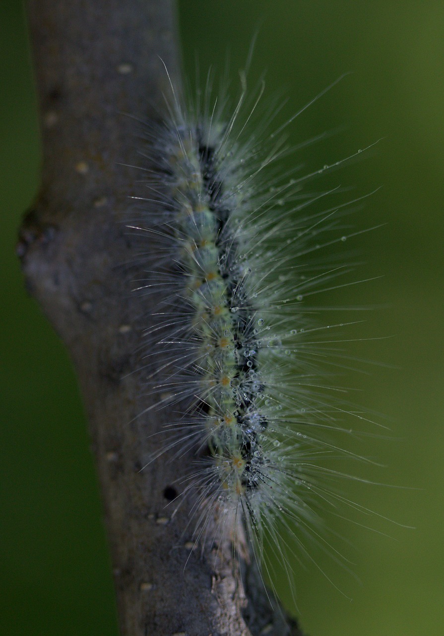 caterpillar millipede casey free photo