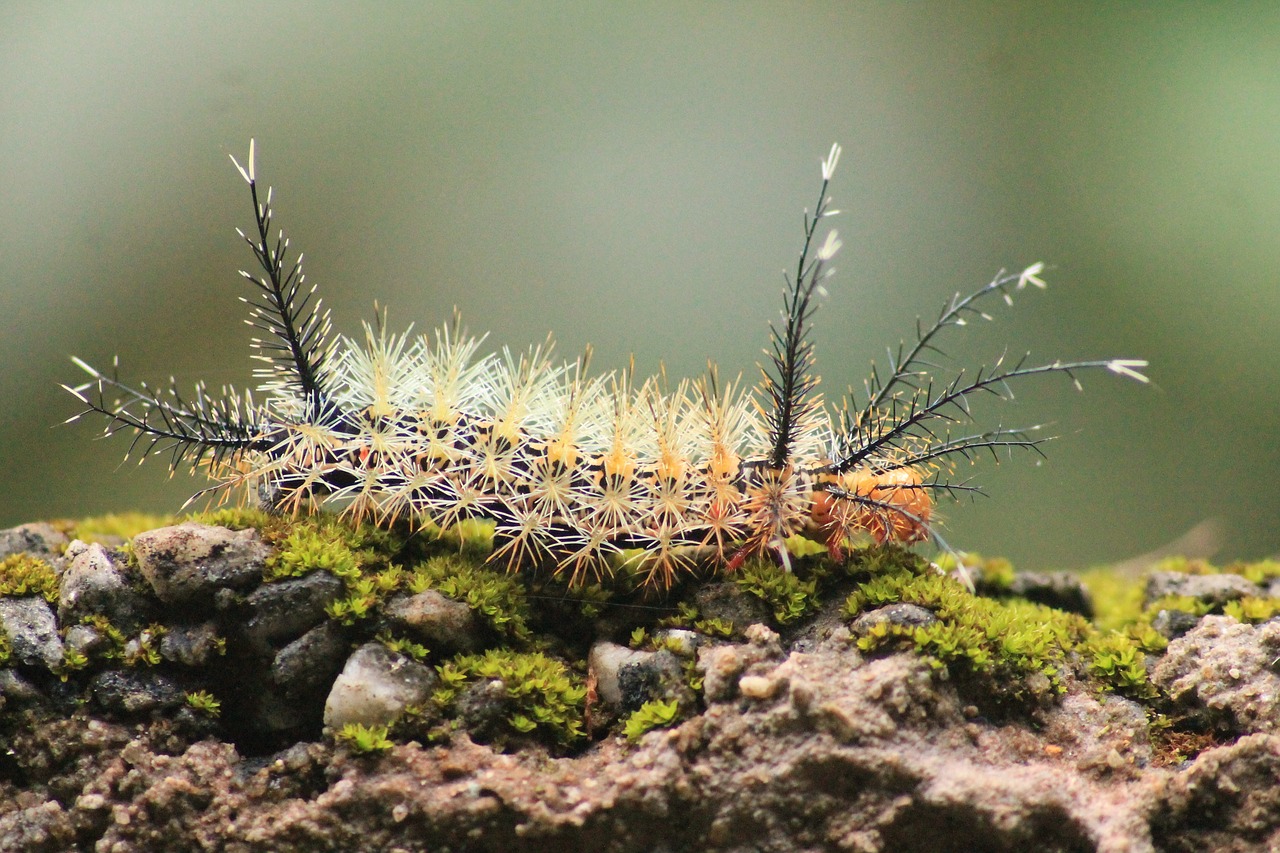 caterpillar cocoon metamorphosis free photo