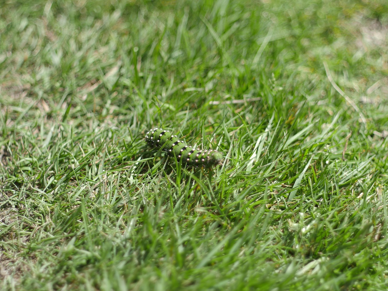 caterpillar rush grass free photo