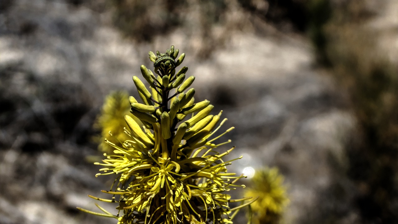 caterpillar desert plant green free photo