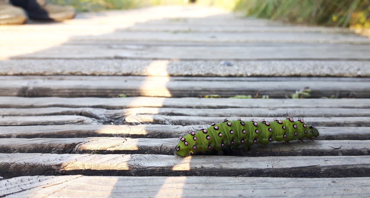 caterpillar insect wildlife free photo